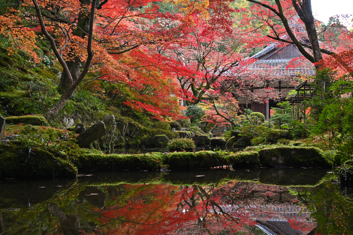 ニコン Nikon Z50 を使ってみました ／ 滋賀 湖東三山 金剛輪寺の紅葉